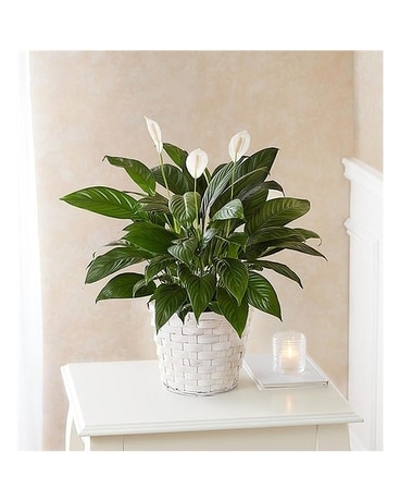 Peace Lily Plant Plant