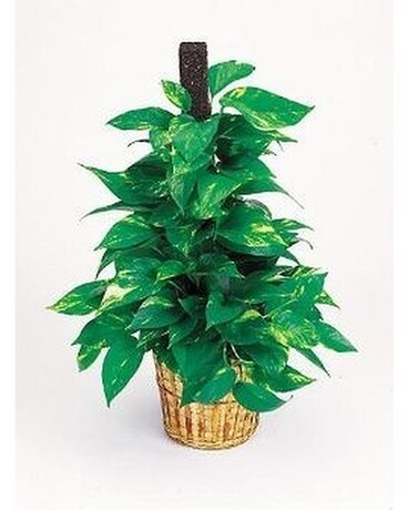 Ivy Totem Pole Plant