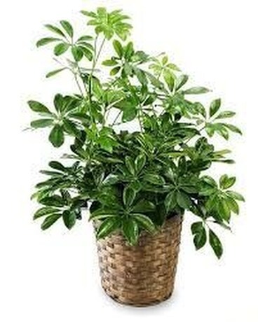 Schefflera Plant Plant