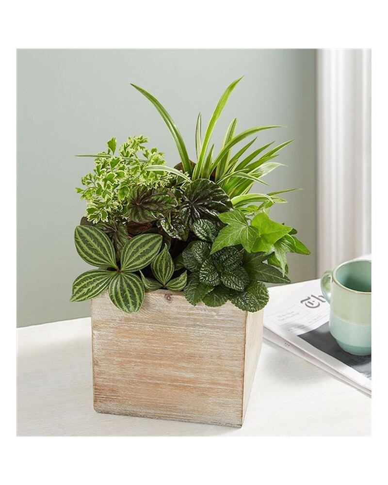 Dish Garden in Rustic Cube in Corpus Christi TX - Castro's Flower Shop