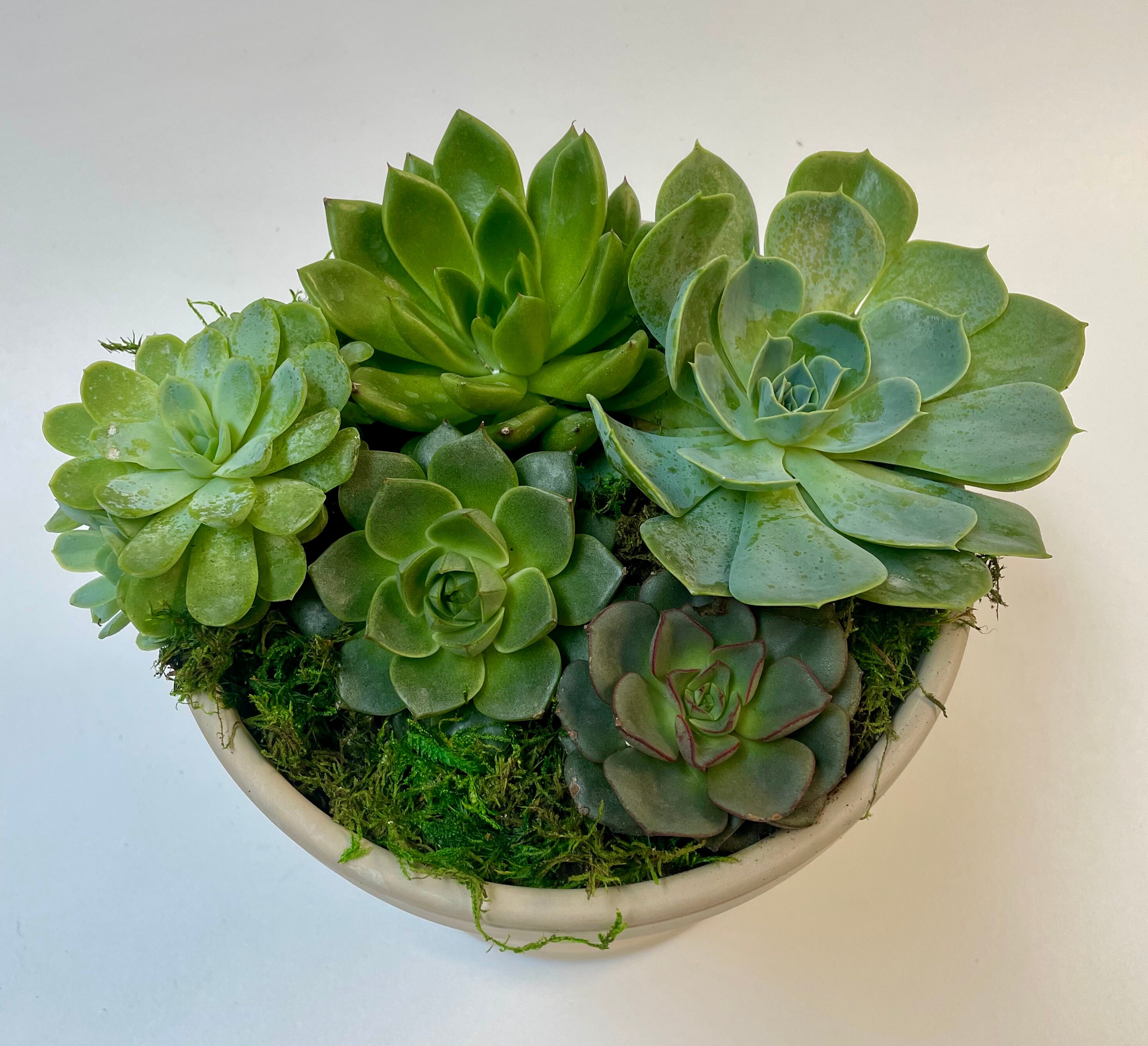 succulent