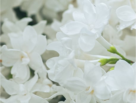 Sympathy Plants for the Family