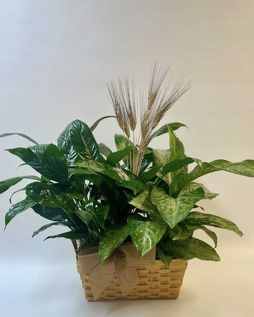 Double Plant Basket Flower Arrangement