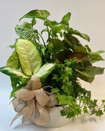 Ceramic Dish Garden Plant
