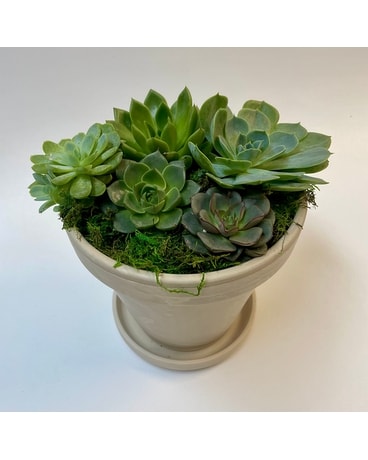 Succulent Garden Plant
