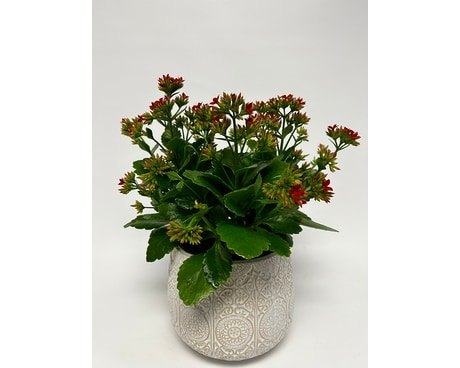 Kalanchoe Plant