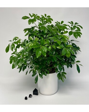 Arboricola Plant
