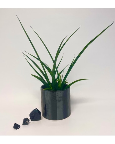 Sansevieria Plant