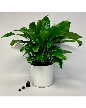 Peace Lily, 10