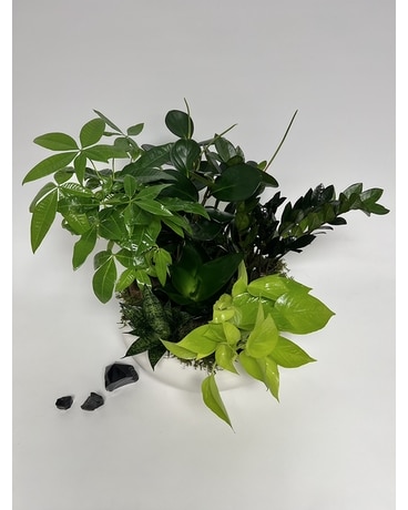 Dish Garden Dish Garden Plant