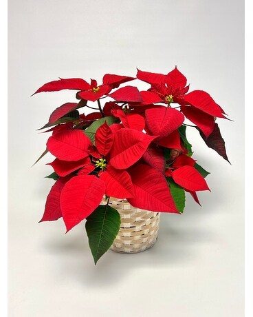 Poinsettia in wicker basket Flower Arrangement