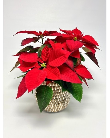 Poinsettia in Tejida basket Flower Arrangement