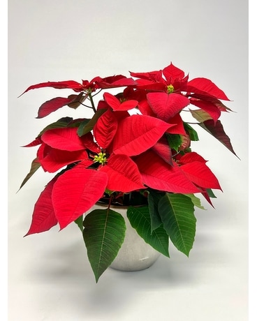 Poinsettia in Newport Pot Flower Arrangement