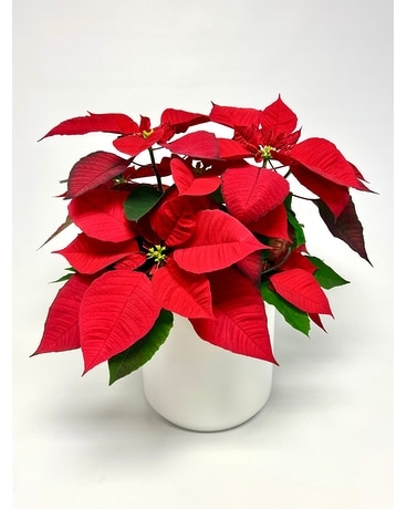 Poinsettia in white Kendal Pot Flower Arrangement