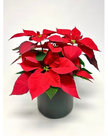 Poinsettia in black Kendal Pot Flower Arrangement