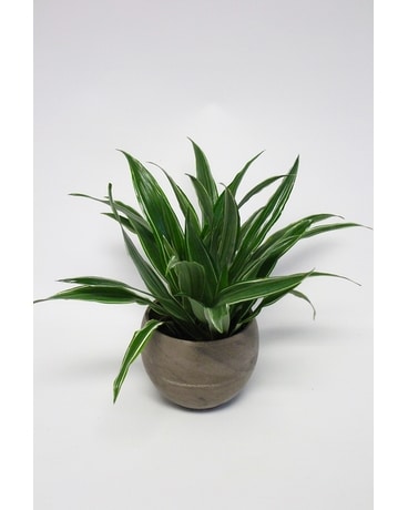 Plants and Succulents Delivery New Braunfels TX - Comal Flower Shop