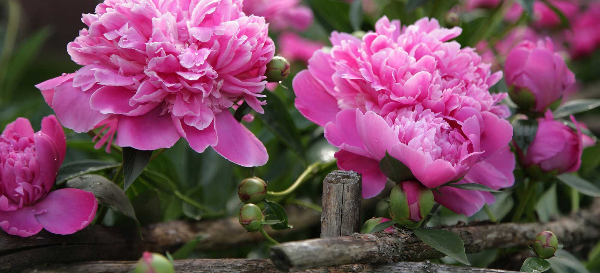 Twinbrook Floral Design, Florist Chantilly Virginia