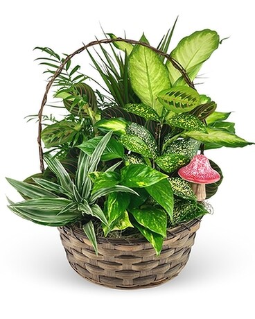 Indoor Plant Garden Dish Garden Plant