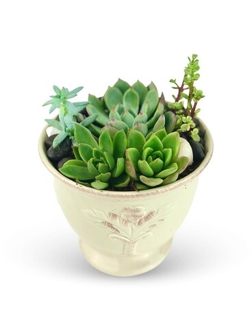 Serene Succulents Dish Garden Plant