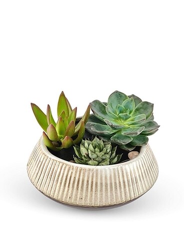 Centreville Succulent Garden Dish Garden Plant