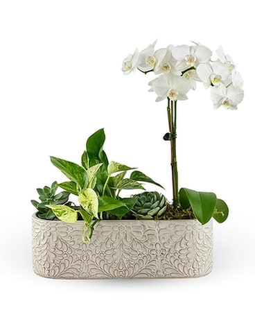 Botanical Enchantment Dish Garden Plant
