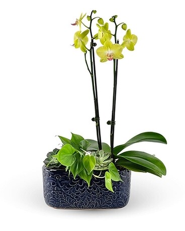 Energy Amplified Indoor Plant Garden Dish Garden Plant
