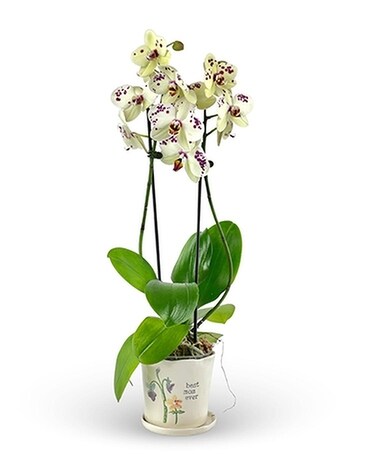 Best Mom Ever Phalaenopsis Plant