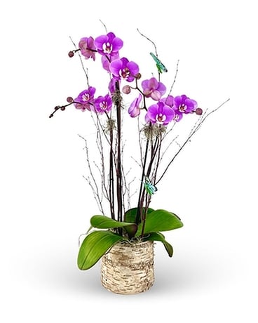 Sweet Melissa Phalaenopsis Planter Plant