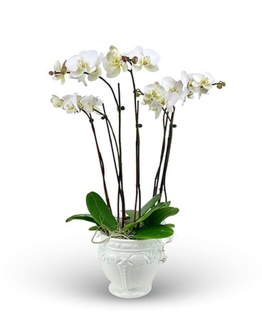 Paloma Blanca Orchid Planter Plant