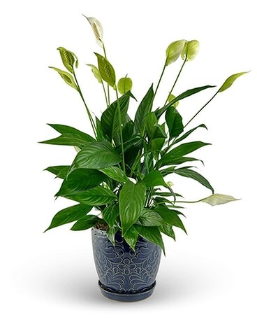 Peace & Prayers Sympathy Peace Lily Plant
