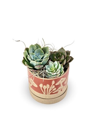 Fungus Among Us Succulents Plant