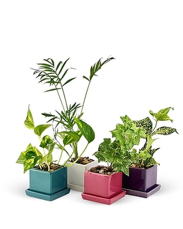 Mini Indoor Plant Collection Plant