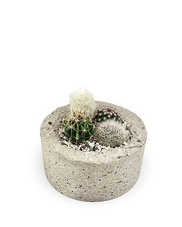 Centreville Cacti Garden Plant