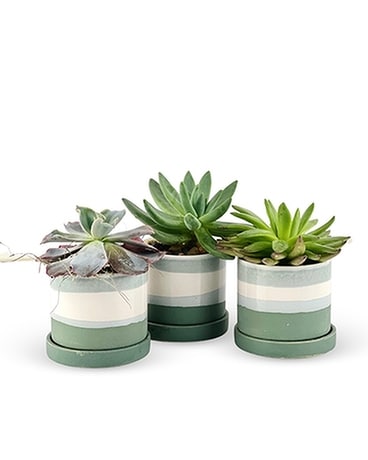 Tranquil Succulent Trio Plant