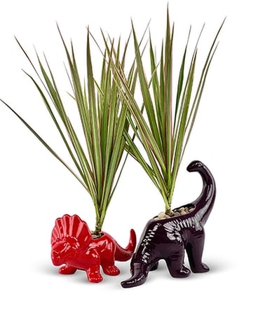 Dino Duo Planters Flower Arrangement