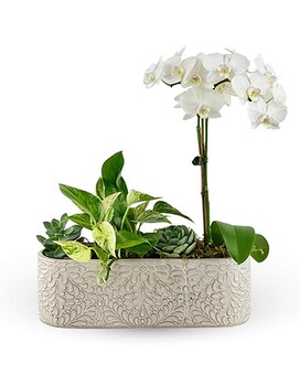 Botanical Enchantment Dish Garden Plant