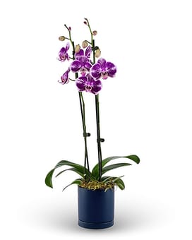 Ocean Breeze Orchid Plant