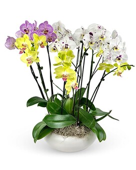 Grand Luxury Phalaenopsis Orchids