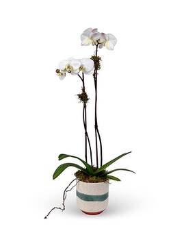Standard size, 20 inches height and 5 inches wide.