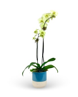 Standard size, 24 inches height and 6 inches wide.