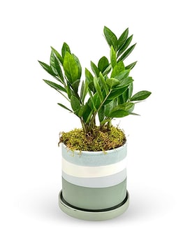 Zen ZZ Planter Plant