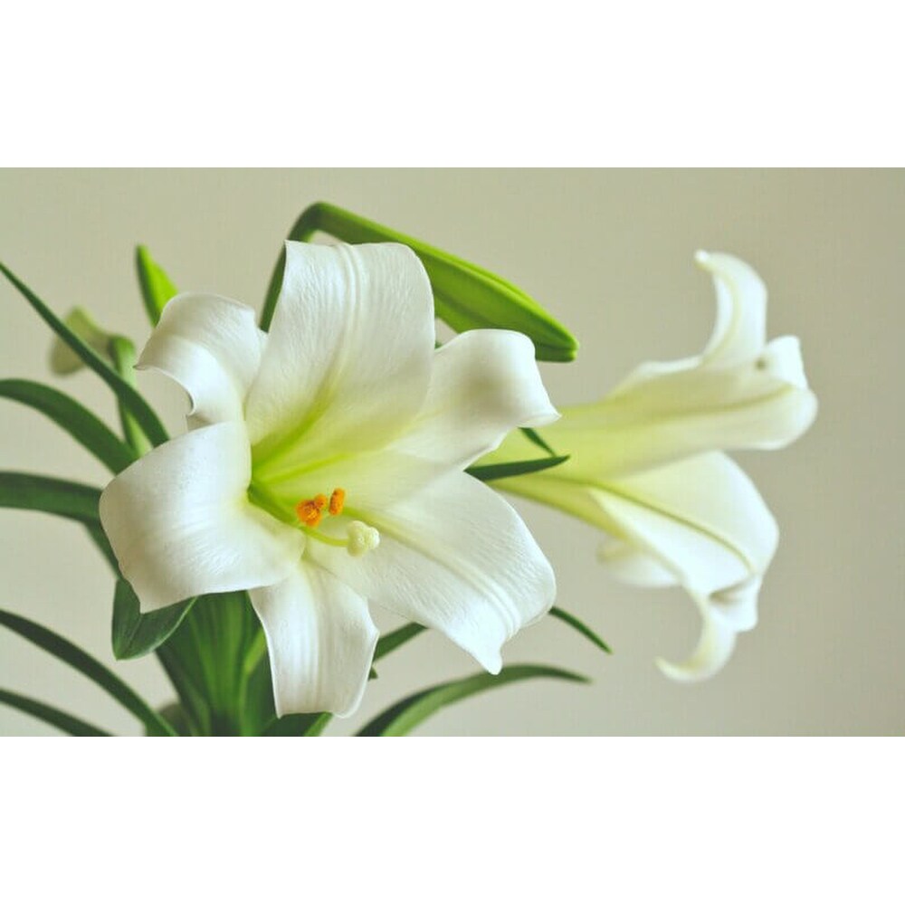 Classic Easter Lily in Virginia Beach VA - Virginia Beach Florist, Inc