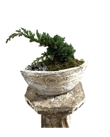 Juniperus Procumbens - Japanese Juniper Plant