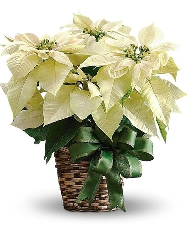 Large White Poinsettia Plant