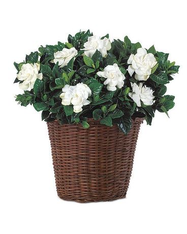 Gardenia in a Basket Plant