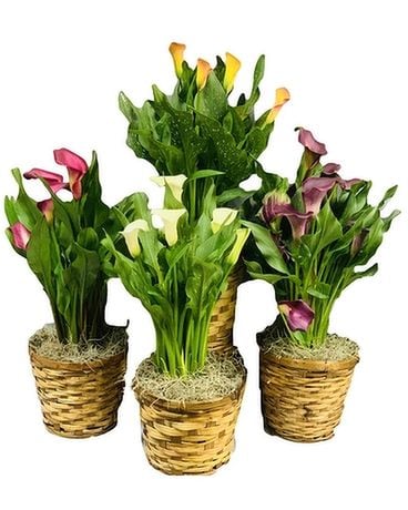 Calla Plant Basket Plant