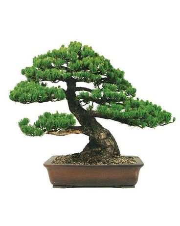Bonsai Tree Plant