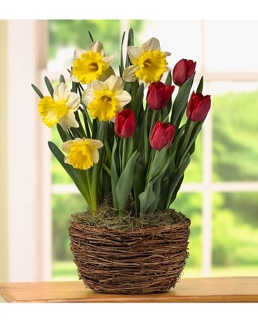 Daffodil Tulip Combo Plant