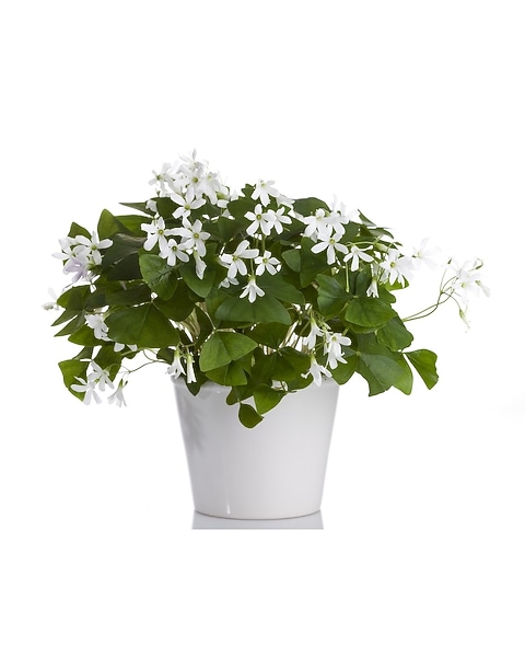 oriental lily flower Magic Star Double Oriental Lily  rePotme