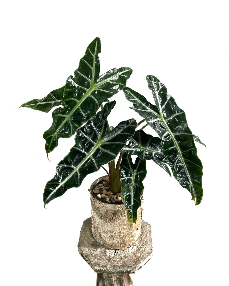 Alocasia Mortfontanensis - Elephant Ear in Virginia Beach VA